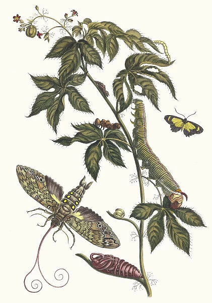 Ricinus d Amerique. From the Book Metamorphosis insectorum Surinamensium, 1705