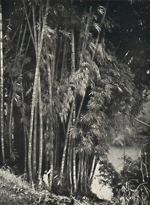 Framed Print : Riesenbambus (Dendrocalamus giganteus) in Peradeniya bei Kandy, 1926 Framed Print : Riesenbambus (Dendrocalamus giganteus) in Peradeniya bei Kandy, 1926