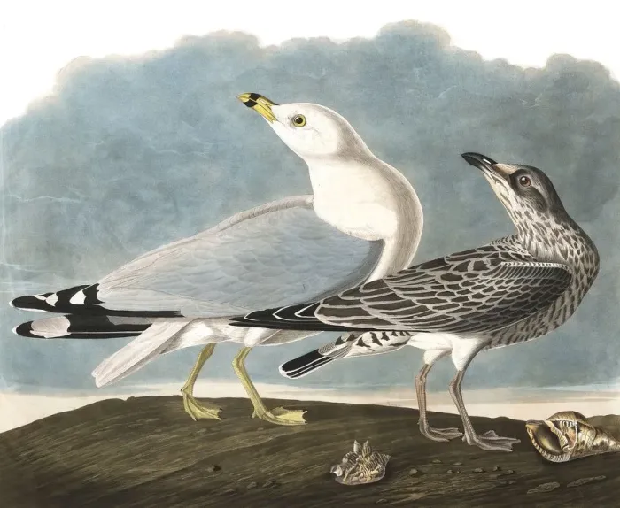 Framed Print : Ring-Billed Gull, Larus Delawarensis, 1845 Framed Print : Ring-Billed Gull, Larus Delawarensis, 1845