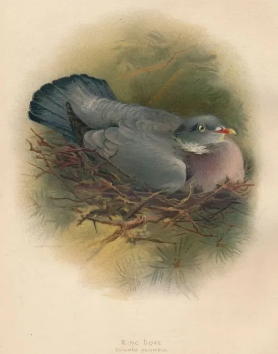 Framed Print : Ring Dove (Columbs palumbus), 1900, (1900). Artist: Charles Whymper Framed Print : Ring Dove (Columbs palumbus), 1900, (1900). Artist: Charles Whymper