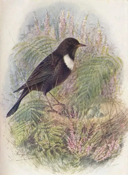 Framed Print : Ring-Ousel - Tur dus torqua tus, c1910, (1910). Artist: George James Rankin Framed Print : Ring-Ousel - Tur dus torqua tus, c1910, (1910). Artist: George James Rankin