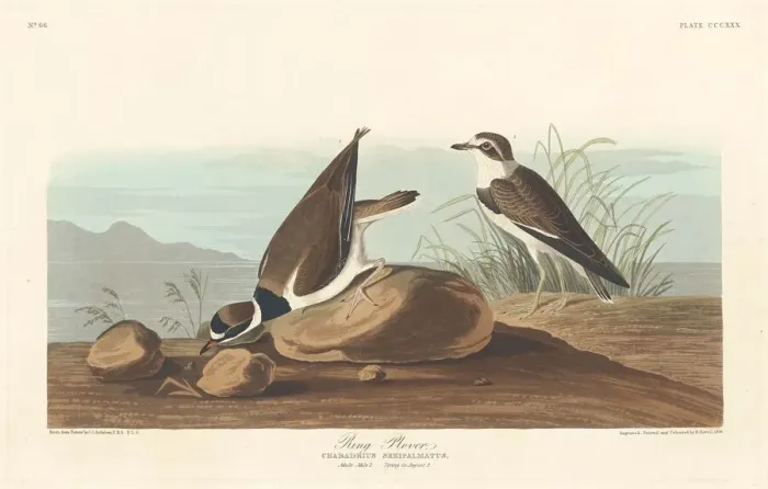 Framed Print : Ring Plover, 1836. Creator: Robert Havell Framed Print : Ring Plover, 1836. Creator: Robert Havell