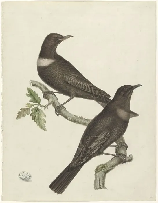 Framed Print : Two ring thrushes (Turdus torquatus) with an egg, 1749-1811. Creator: Jan Christiaan Sepp Framed Print : Two ring thrushes (Turdus torquatus) with an egg, 1749-1811. Creator: Jan Christiaan Sepp