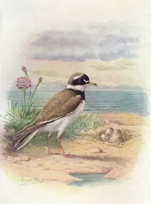 Framed Print : Ringed Plover - Aegiali tis hiatic ola, c1910, (1910). Artist: George James Rankin Framed Print : Ringed Plover - Aegiali tis hiatic ola, c1910, (1910). Artist: George James Rankin