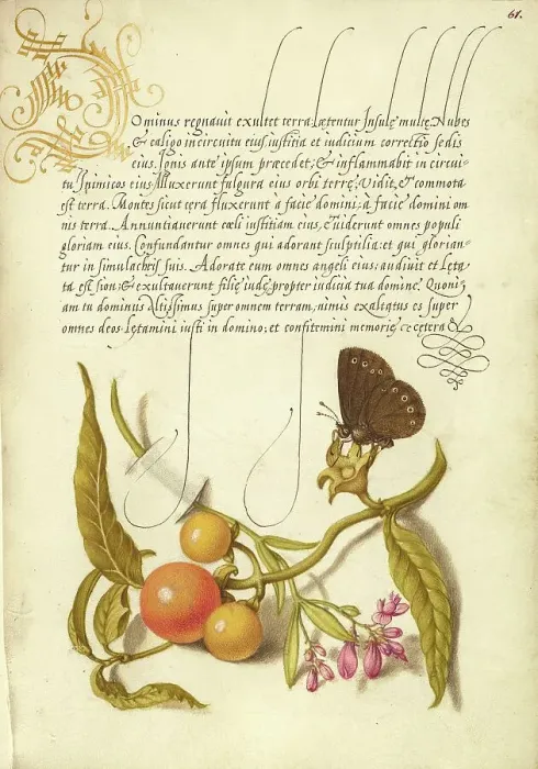 Framed Print : Ringlet, False Jerusalem Cherry, and Milkwort, 1561-1562; illumination added 1591-1596. Creator: Joris Hoefnagel Framed Print : Ringlet, False Jerusalem Cherry, and Milkwort, 1561-1562; illumination added 1591-1596. Creator: Joris Hoefnagel