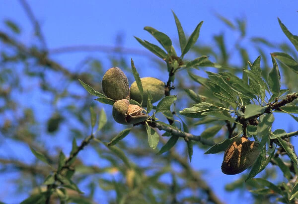 Ripe almonds in Sicily in August