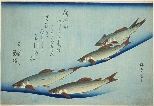 River trout, c. 1832 / 44. Creator: Ando Hiroshige