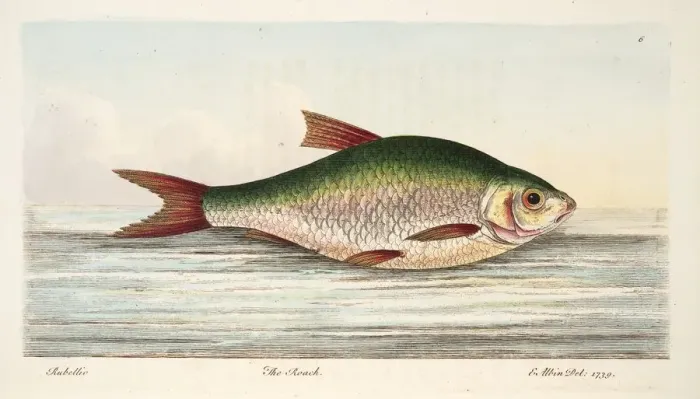 Framed Print : The Roach, from A Treatise on Fish and Fish-ponds, pub. 1832 (hand coloured engraving) Framed Print : The Roach, from A Treatise on Fish and Fish-ponds, pub. 1832 (hand coloured engraving)
