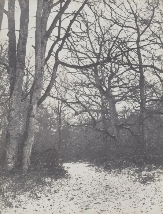 Framed Print : Road in the Forest, 1860-1863. Creator: Eugene Cuvelier (French, 1837-1900) Framed Print : Road in the Forest, 1860-1863. Creator: Eugene Cuvelier (French, 1837-1900)