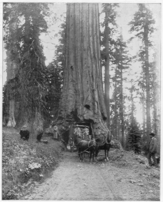 Framed Print : Road going through a Giant Sequoia, Mariposa Grove, Wawona, California, late 19th century. Artist: John L Stoddard Framed Print : Road going through a Giant Sequoia, Mariposa Grove, Wawona, California, late 19th century. Artist: John L Stoddard