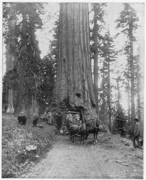 Road going through a Giant Sequoia, Mariposa Grove, Wawona, California, late 19th century. Artist: John L Stoddard