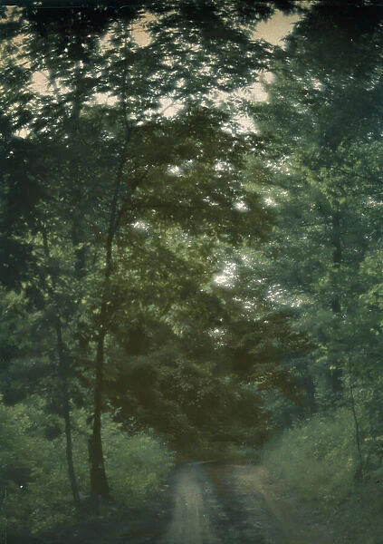 Road through woods, between 1906 and 1942. Creator: Arnold Genthe