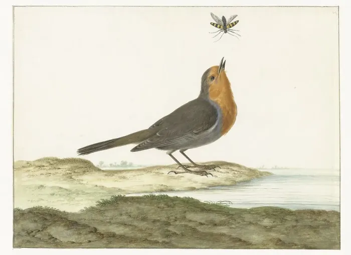 Framed Print : Robin, 1658-1726. Creator: Johannes Bronkhorst Framed Print : Robin, 1658-1726. Creator: Johannes Bronkhorst
