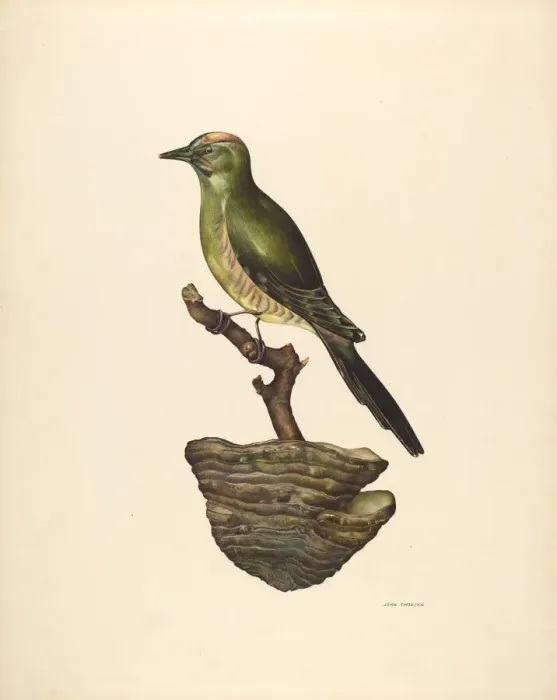 Framed Print : Robin (German?), c. 1939. Creator: John Thorsen Framed Print : Robin (German?), c. 1939. Creator: John Thorsen