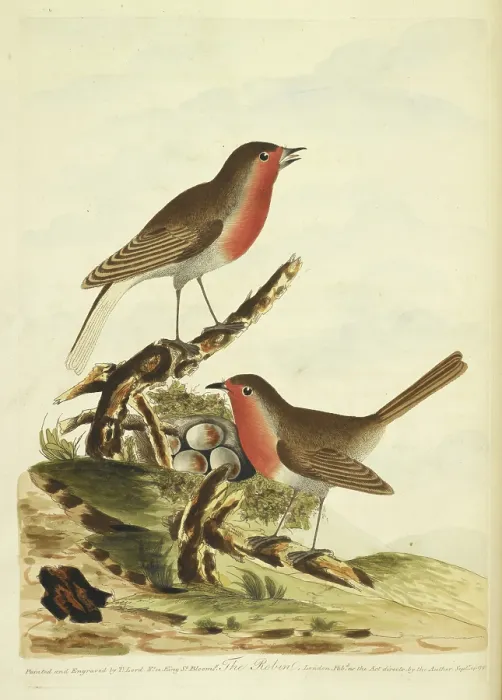 Framed Print : Two Robins with their nest, full of eggs, 1791. Creator: Unknown Framed Print : Two Robins with their nest, full of eggs, 1791. Creator: Unknown