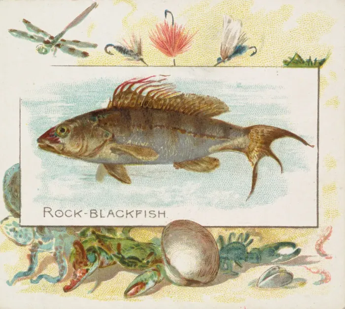 Framed Print : Rock Blackfish, from Fish from American Waters series (N39) for Allen & Framed Print : Rock Blackfish, from Fish from American Waters series (N39) for Allen &