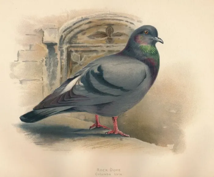 Framed Print : Rock Dove (Columba livia), c1900, (1900). Artist: Charles Whymper