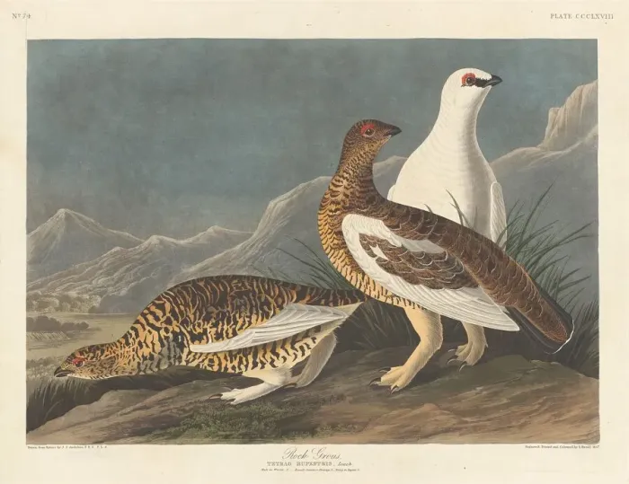 Framed Print : Rock Grous, 1837. Creator: Robert Havell Framed Print : Rock Grous, 1837. Creator: Robert Havell