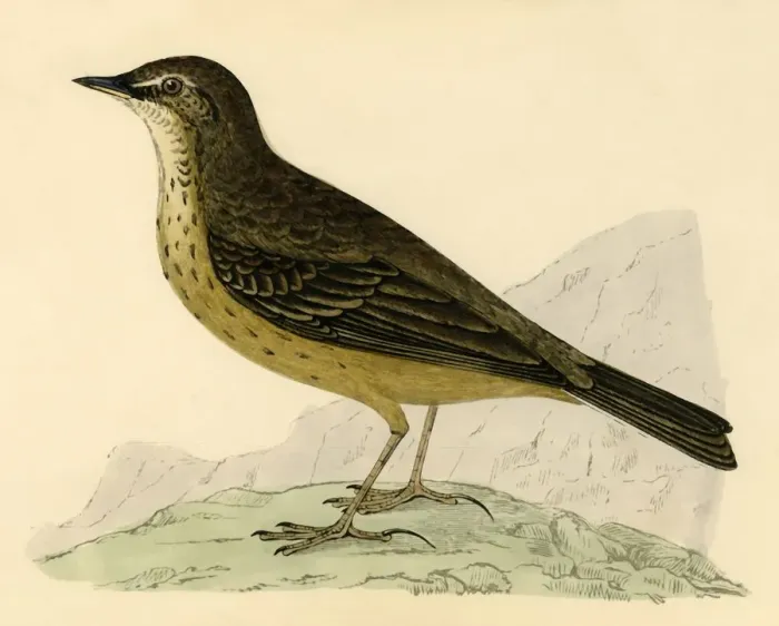 Framed Print : Rock Pipit, late 19th century. Creator: Unknown Framed Print : Rock Pipit, late 19th century. Creator: Unknown
