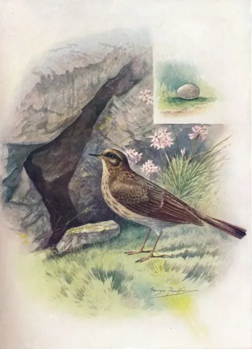 Framed Print : Rock-Pipit - An thus obscu rus, c1910, (1910). Artist: George James Rankin Framed Print : Rock-Pipit - An thus obscu rus, c1910, (1910). Artist: George James Rankin