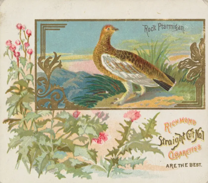 Framed Print : Rock Ptarmigan, from the Game Birds series (N40) for Allen & Ginter Cigarettes Framed Print : Rock Ptarmigan, from the Game Birds series (N40) for Allen & Ginter Cigarettes