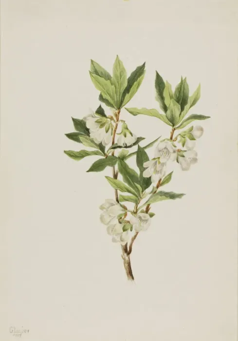 Framed Print : Rocky Mountain Rhododendron (Rhododendron albiflorum), 1901. Creator: Mary Vaux Walcott Framed Print : Rocky Mountain Rhododendron (Rhododendron albiflorum), 1901. Creator: Mary Vaux Walcott