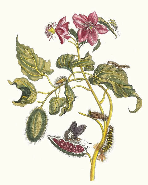 Rocu. From the Book Metamorphosis insectorum Surinamensium, 1705