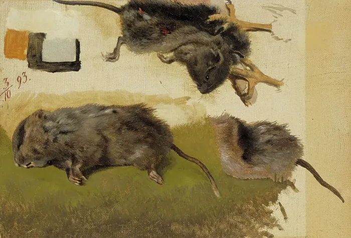 Framed Print : Rodents, 1893. Creator: Ferdinand von Wright Framed Print : Rodents, 1893. Creator: Ferdinand von Wright