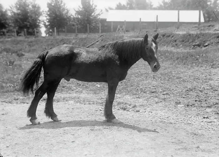 Framed Print : Rodney, Army Horse in Cuban War, Retired at Fort Myer, 1916. Creator: Harris & Ewing. Rodney, Army Horse in Cuban War, Retired at Fort Myer, 1916. Creator: Harris & Ewing Framed Print : Rodney, Army Horse in Cuban War, Retired at Fort Myer, 1916. Creator: Harris & Ewing. Rodney, Army Horse in Cuban War, Retired at Fort Myer, 1916. Creator: Harris & Ewing