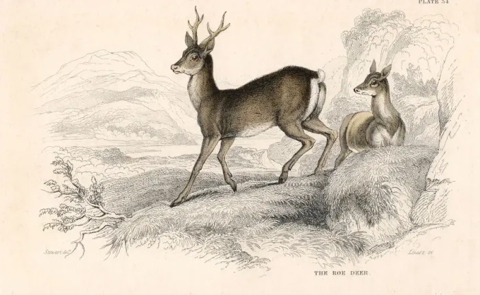 Framed Print : Roe deer (Capreolus capreolus), Eurasian species of deer, 1828