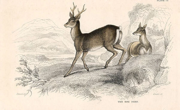 Roe deer (Capreolus capreolus), Eurasian species of deer, 1828