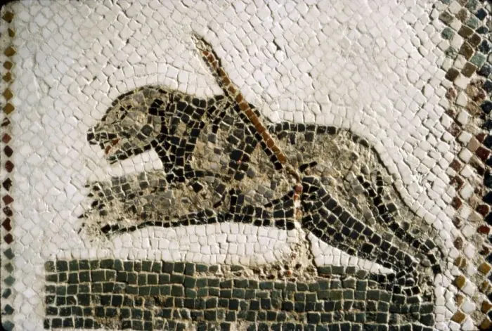 Framed Print : Roman Mosaic detail of Bear, from Diana the Huntress, Thuburbo Majus, Tunisia, c4th century Framed Print : Roman Mosaic detail of Bear, from Diana the Huntress, Thuburbo Majus, Tunisia, c4th century