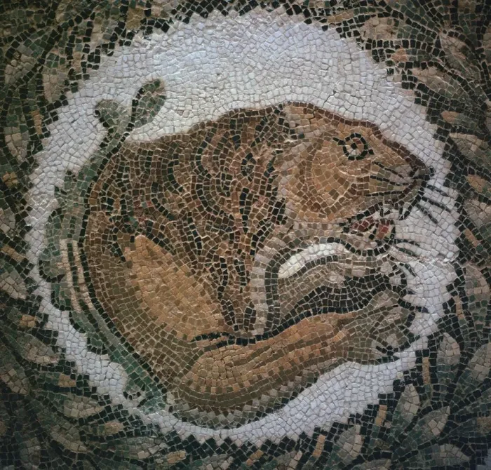 Framed Print : Detail of a Roman mosaic showing the head of a lion, 4th century Framed Print : Detail of a Roman mosaic showing the head of a lion, 4th century