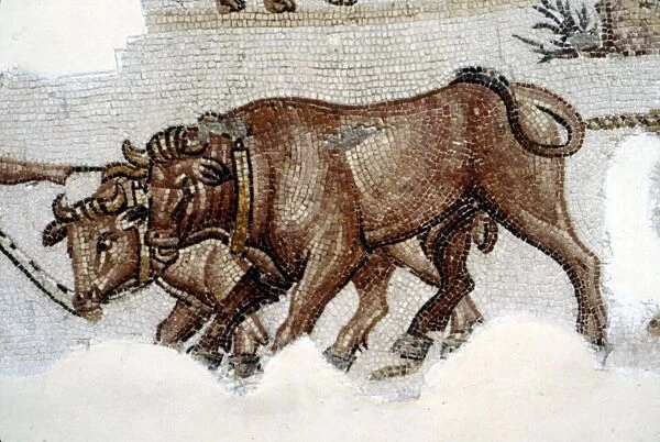 Roman Mosaic of Yoked Oxen, c3rd century