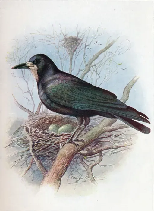 Framed Print : Rook - Cor vus frugil egus, c1910, (1910). Artist: George James Rankin Framed Print : Rook - Cor vus frugil egus, c1910, (1910). Artist: George James Rankin