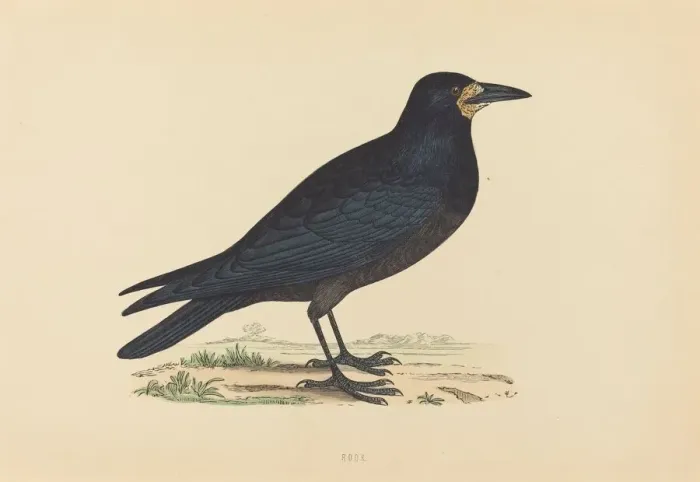 Framed Print : Rook. Creator: Unknown Framed Print : Rook. Creator: Unknown