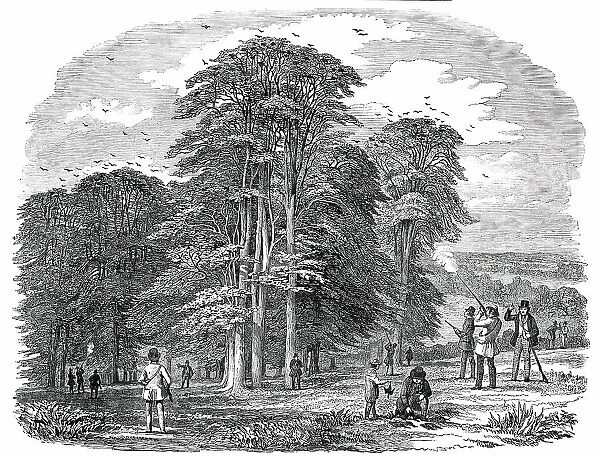 Rook-Shooting in Penshurst Park, 1850. Creator: Unknown