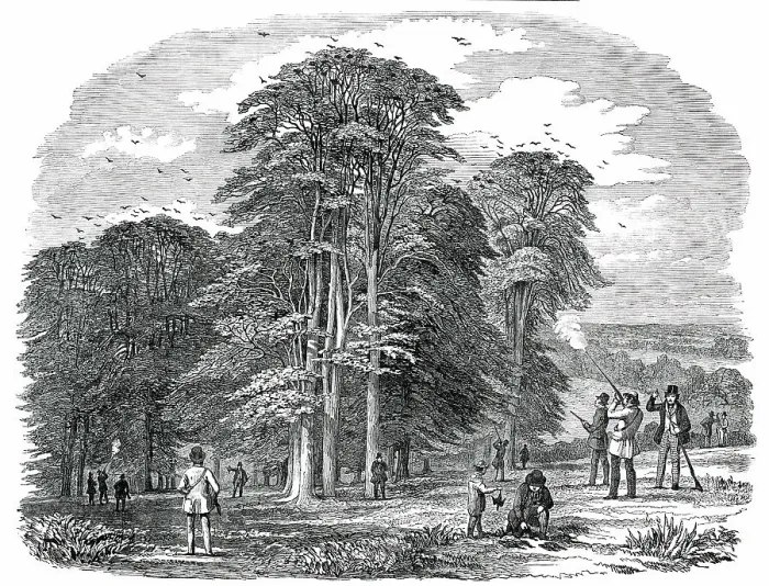 Framed Print : Rook-Shooting in Penshurst Park, 1850. Creator: Unknown