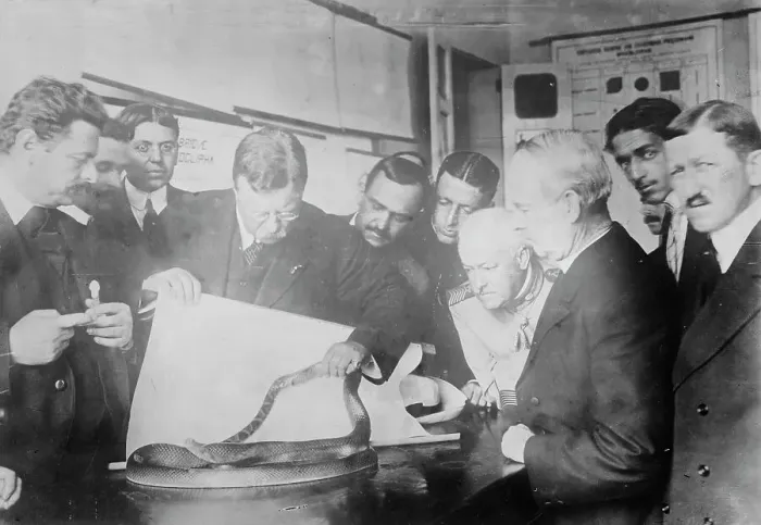 Framed Print : Roosevelt watching snake fight, Sao Paolo, between c1910 and c1915. Creator: Bain News Service Framed Print : Roosevelt watching snake fight, Sao Paolo, between c1910 and c1915. Creator: Bain News Service
