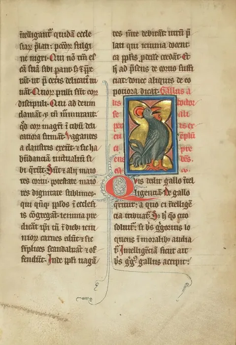 Framed Print : A Rooster; De Natura Avium; De Pastoribus et Ovibus; Bestiarium, 1277 or after. Creator: Unknown Framed Print : A Rooster; De Natura Avium; De Pastoribus et Ovibus; Bestiarium, 1277 or after. Creator: Unknown