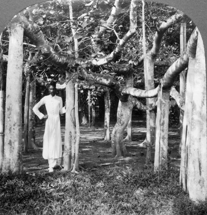 Framed Print : Among the roots of a banyan tree, Calcutta, India, 1900s. Artist: Underwood & Underwood Framed Print : Among the roots of a banyan tree, Calcutta, India, 1900s. Artist: Underwood & Underwood