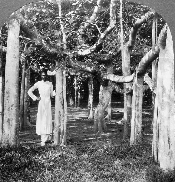 Among the roots of a banyan tree, Calcutta, India, 1900s. Artist: Underwood & Underwood