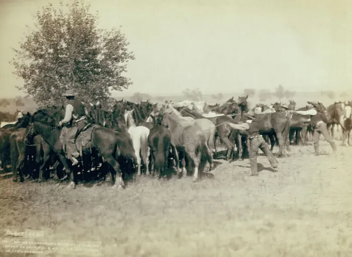 Framed Print : Roping and changing scene at --T Camp on round up of --T 999 --S & G, AUT... between 1887 and 92. Creator: John C. H. Grabill. Roping and changing scene at --T Camp on round up of --T 999 --S & G, AUT... between 1887 and 92. Creator: John C Framed Print : Roping and changing scene at --T Camp on round up of --T 999 --S & G, AUT... between 1887 and 92. Creator: John C. H. Grabill. Roping and changing scene at --T Camp on round up of --T 999 --S & G, AUT... between 1887 and 92. Creator: John C