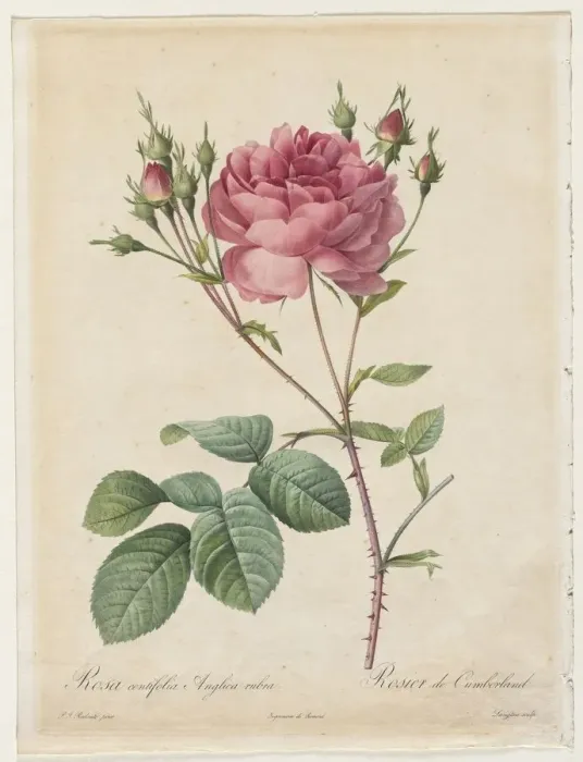 Framed Print : Rosa Centifolia Anglica Rubra, 1817-1824. Creator: Henry Joseph Redoute (French, 1766-1853) Framed Print : Rosa Centifolia Anglica Rubra, 1817-1824. Creator: Henry Joseph Redoute (French, 1766-1853)