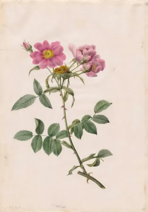 Framed Print : Rosa Collina Monsoniana, 1817-1824. Creator: Henry Joseph Redoute (French, 1766-1853) Framed Print : Rosa Collina Monsoniana, 1817-1824. Creator: Henry Joseph Redoute (French, 1766-1853)