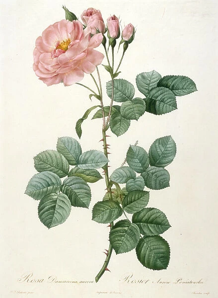 Rosa Damascena aurora, Rosier Aurore Poniatowska (From La Couronne de roses), 1817-1824