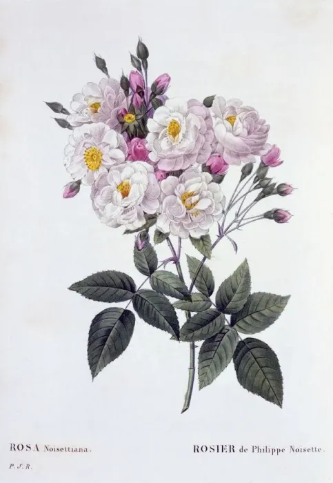 Framed Print : Rosa Noisettiana, 1824-1826 Framed Print : Rosa Noisettiana, 1824-1826