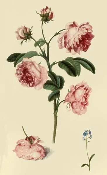 Rosa Provincialis and Forget-Me-Not, c1680, (1946). Creator: Alexander Marshal