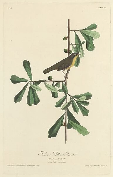 Roscoes Yellow Throat, 1827. Creator: Robert Havell