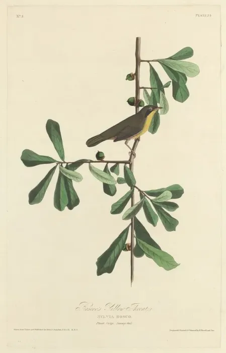 Framed Print : Roscoes Yellow Throat, 1827. Creator: Robert Havell Framed Print : Roscoes Yellow Throat, 1827. Creator: Robert Havell